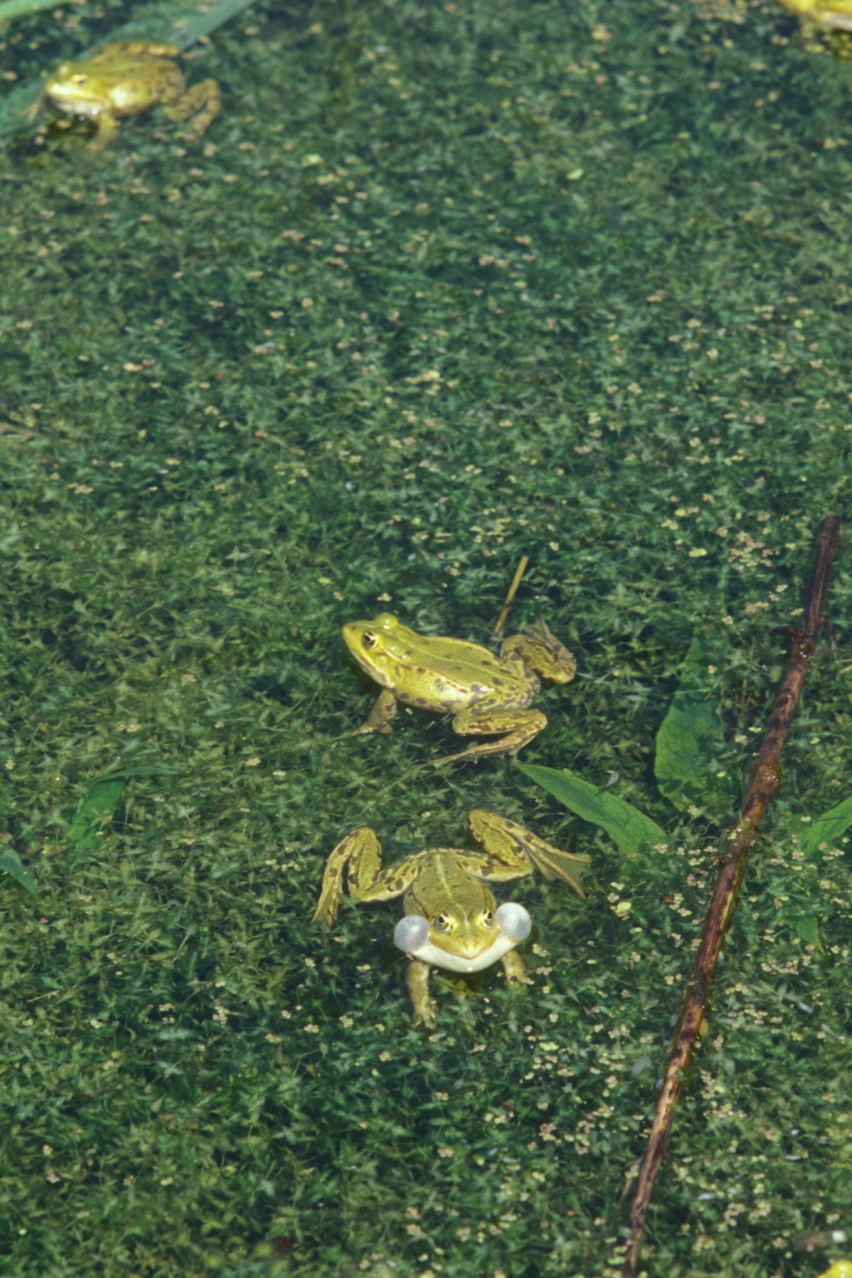 LES AMPHIBIENS, BAROMÈTRES DE L’ENVIRONNEMENT DU BASSIN DU CONGO