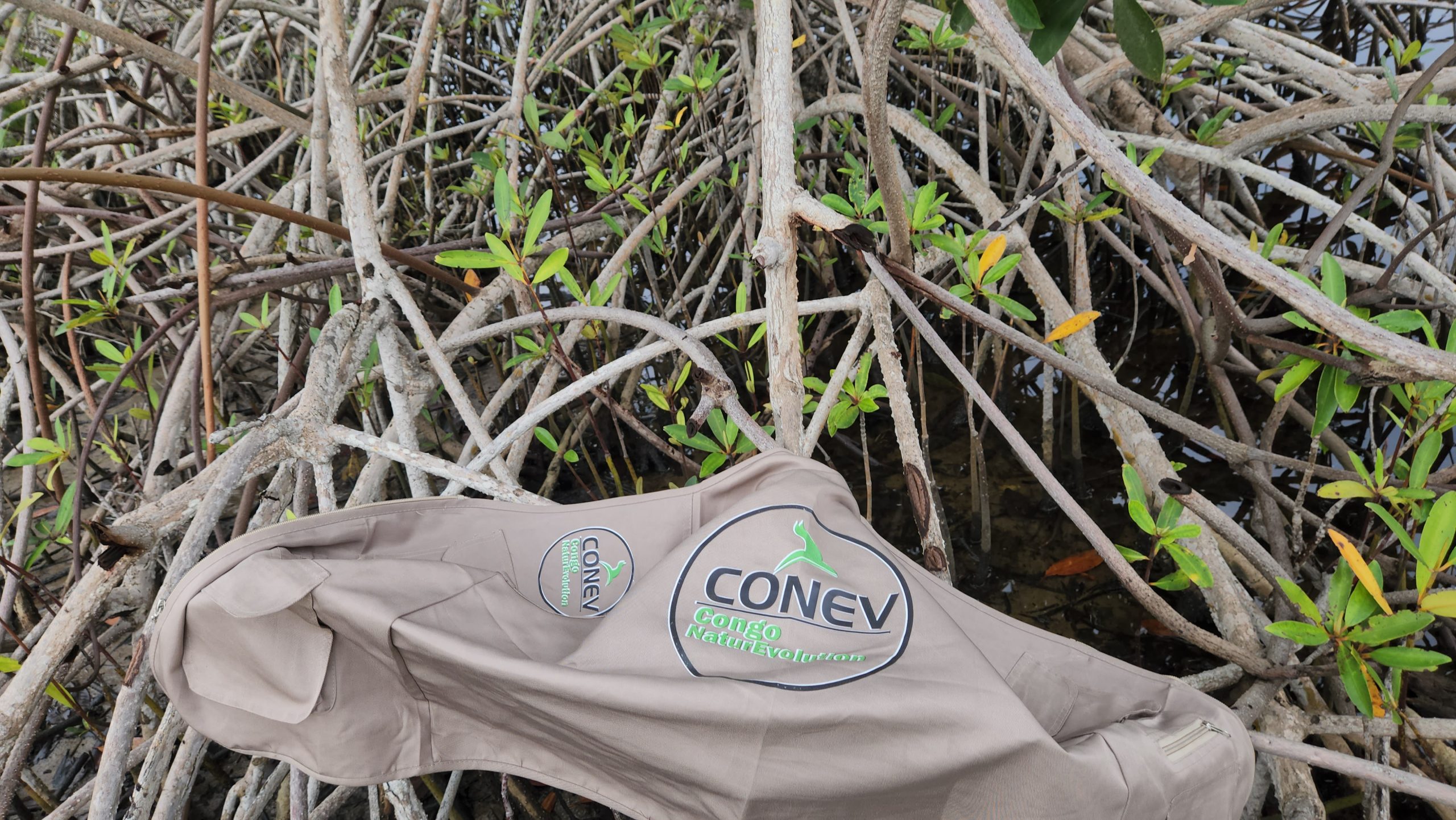 🐸 Un Cœur humide et vibrant : pourquoi les Amphibiens du Bassin du Congo sont vitaux pour nous tous.