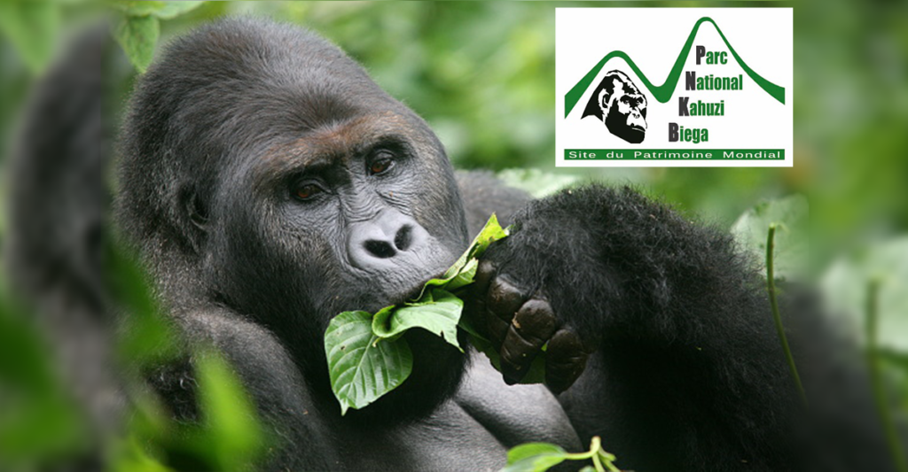 SUD-KIVU : Des jeunes engagés pour la sauvegarde du Parc National de Kahuzi-Biega réunis au sein du ROJECF-RDC dénoncent le déboisement du Parc et appelle aux autorités aux autorités du M23 d’agir en faveur du parc