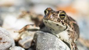 Comment remédier au déclin des amphibiens en RDC?
