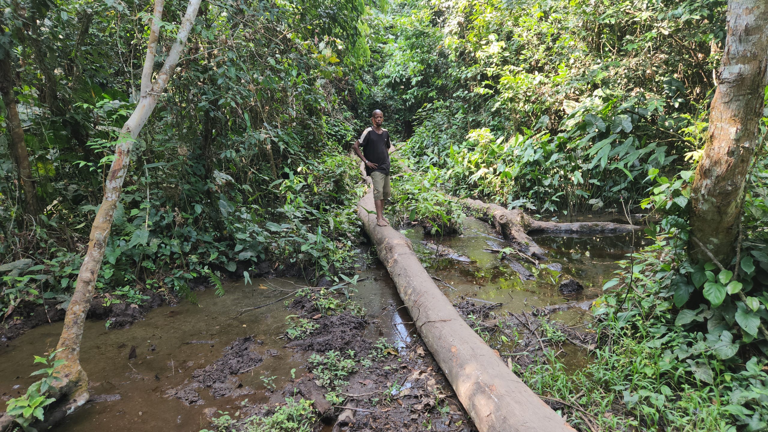 Les tourbières de la RDC