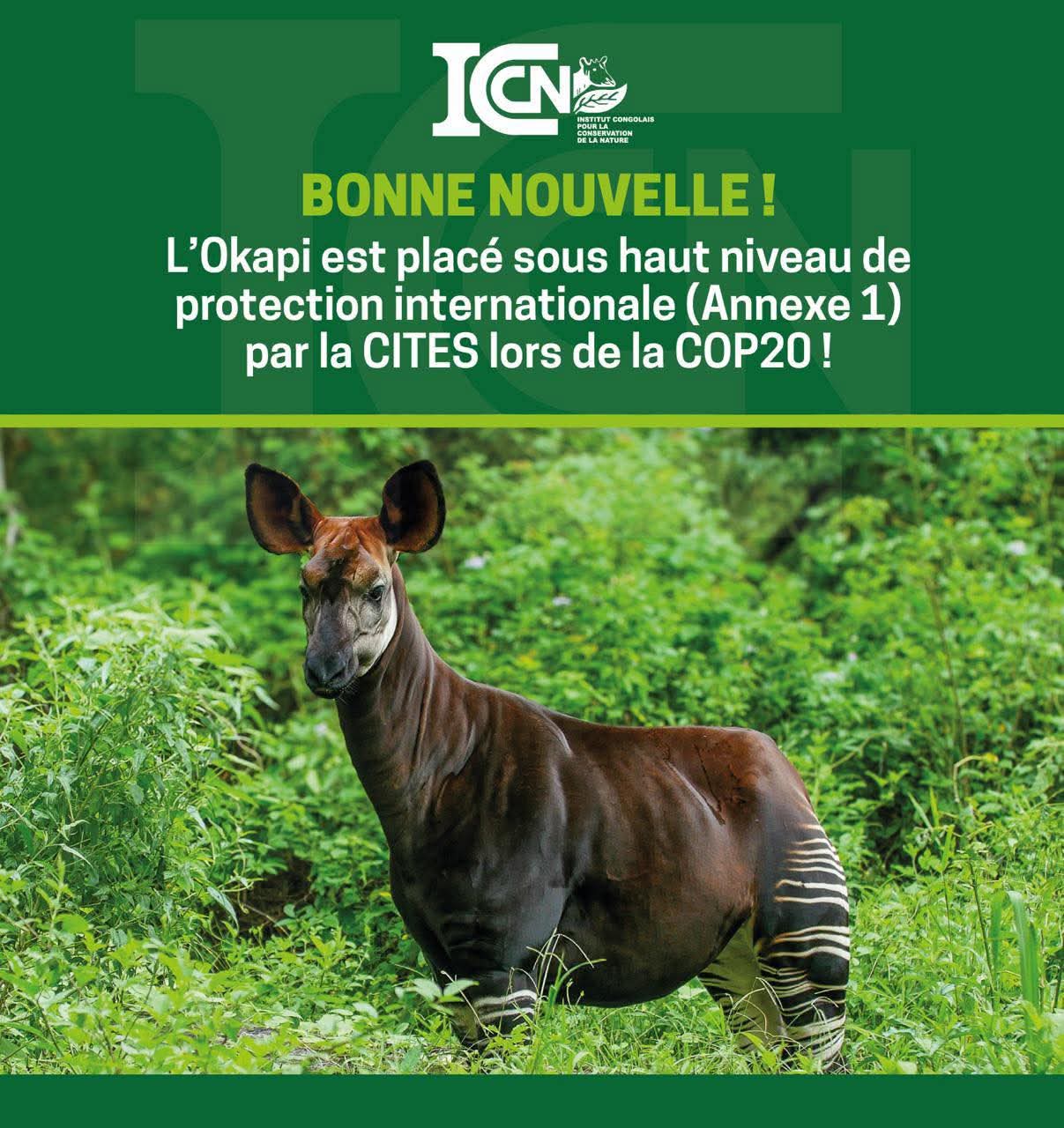 L’Okapi Congolais placé sous le haut niveau de protection internationale (Annexe 1) par la CITES