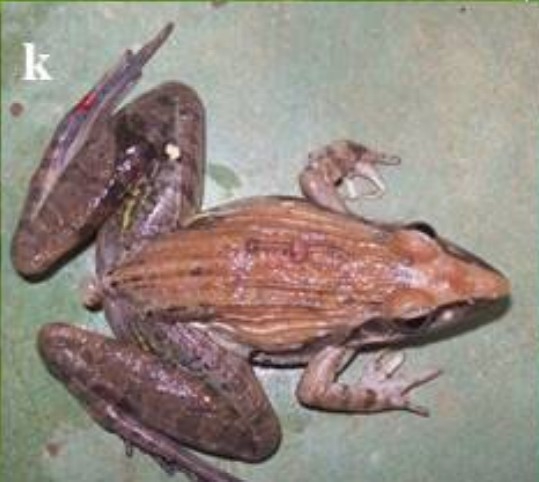 Une nouvelle espèce d’Amphibien capturée et vue pour la toute première fois à Lwiro dans le Sud-Kivu en République Démocratique du Congo